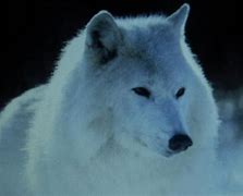 Image result for Snow Wild Wolf Defence