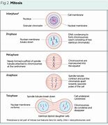 Image result for Mitosis Chromosomes