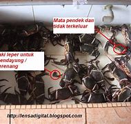 Image result for Ketam Batu vs Ketam Nipah