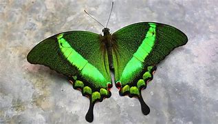 Image result for Amazing Butterflies