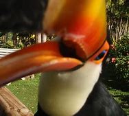 Image result for Toucan Tongue