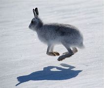 Image result for Hare in Highlands