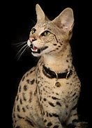 Image result for Serval Savannah Cat