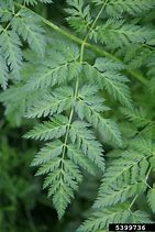 Image result for Conium Maculatum Wetland