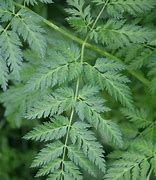 Image result for Conium Maculatum Leaf