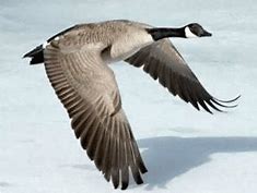 Image result for Aleutian Canada Goose