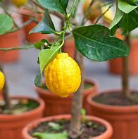 Image result for Dwarf Lemon Tree Indoor