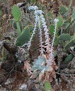 Image result for Dudleya Pulverulenta