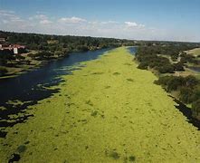 Image result for Water Lettuce Vaal River