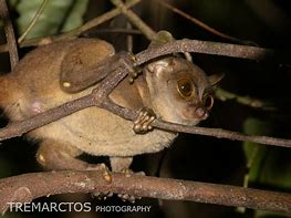 Image result for Dwarf Galago