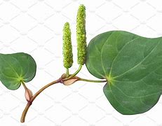 Image result for Kawakawa Tree