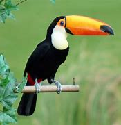 Image result for Toucan Life Cycle