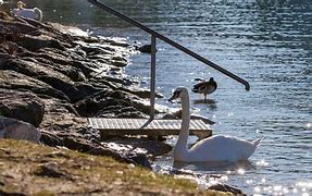 Image result for Swan Lake Nature Centre