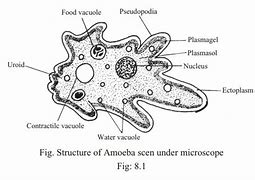 Image result for Amoeba Cell Structure