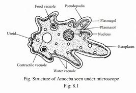 Image result for Amoeba Food Vacuole