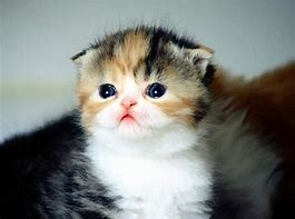 Image result for Baby Cat Photos