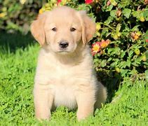 Image result for Golden Retriever Mix Puppies