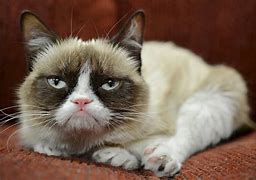 Image result for Grumpy Cat vs Spongebob