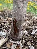 Image result for Peach Tree Canker