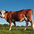 Image result for Cow JPEG