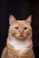 Image result for Red Ginger Cat