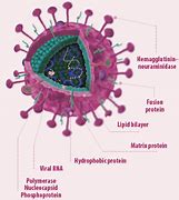 Image result for Newcastle Virus