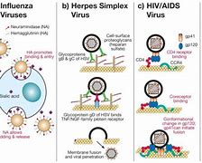 Image result for Contoh Virus Orthomyxoviridae