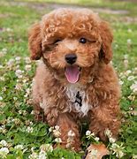 Image result for Cute Poodle Mixes