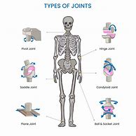 Image result for Human Body Joints