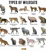 Image result for Wild Cat Long Tail