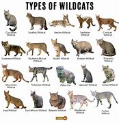 Image result for Wild Cat Pictures