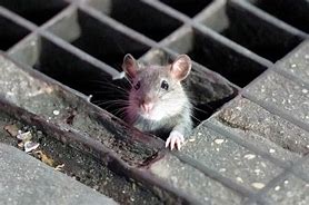 Image result for NYC Union Rat