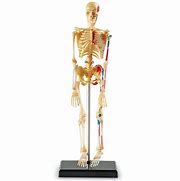 Image result for Human Skeleton Anatomy Kit