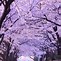 Image result for cherry blossom wallpaper