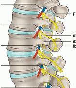 Image result for Spinal Nerves Lumbar Spine