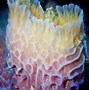 Image result for Tide Pool Sponge