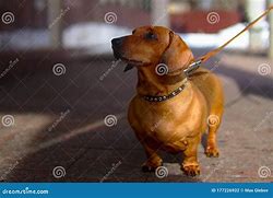 Image result for Shaggy Eared Dog