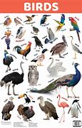 Image result for Birds for Kids