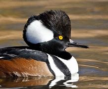 Image result for Hooded Merganser Duck Flying