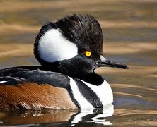 Image result for Hooded Merganser Black and White