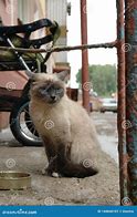 Image result for Sad Homeless Cat