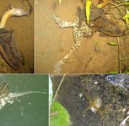 Image result for Giant Water Bug Larvae