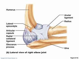 Image result for Elbow Joint Capsule