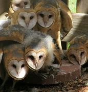 Image result for Barn Owl Family