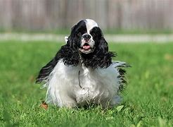 Image result for Small Cocker Spaniel Breeds