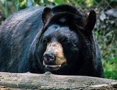 Image result for America Bear