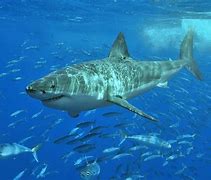 Image result for Giant Deep Sea Shark