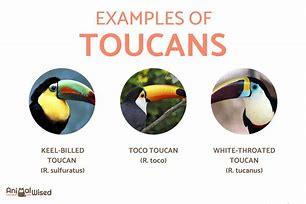 Image result for toucan species comparison