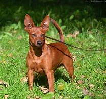 Image result for Miniature Pinscher