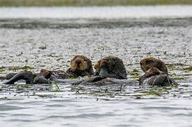 Image result for Otters Lounging